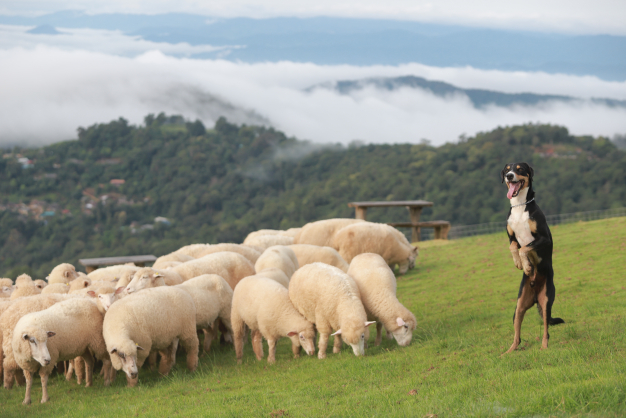 หางาน,สมัครงาน,งาน อาข่าฟาร์มวิลล์