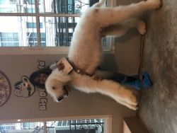 Big Dog Cafe